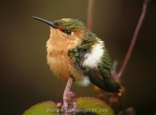 Hummingbird Garden Catalog: Sparkling-Tailed Hummingbird